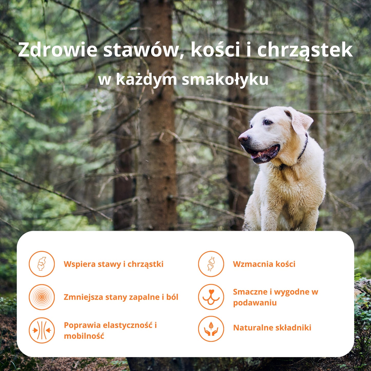 PetVital Smaczki Joint & Bone dla Psa | Mocne Stawy i Sprawne Kości