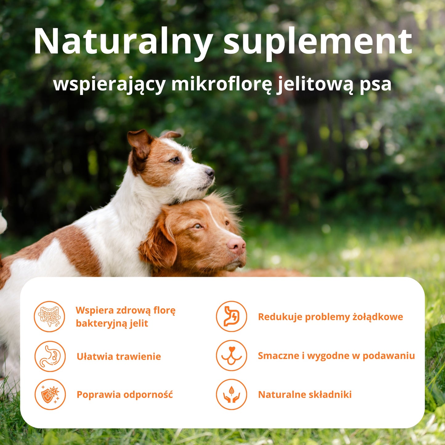PetVital Smaczki Probiotic dla Psa | Zdrowe Jelita i Silna Odporność